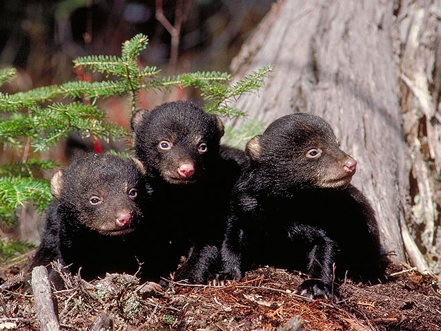 Young American Black Bear cubs