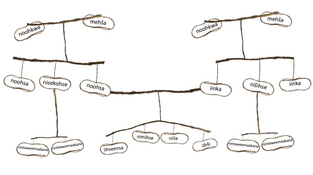 Family tree chart using Myaamia terms for grandparents, parents' generation, and their children. The children of nisekohse 'aunt (father's sister)' and nišihse 'uncle (mother's brother)' are featured.